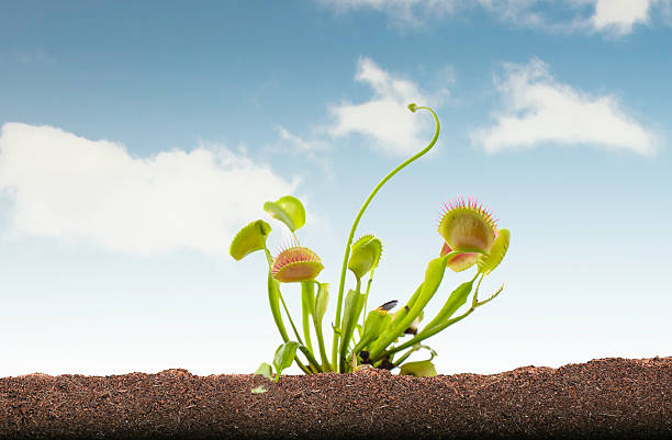 Venus Flytrap in soil and sky Photo in grass soil and sky with clipping path around black part of photo carnivorous stock pictures, royalty-free photos & images
