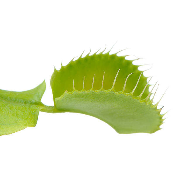 Venus Flytrap Leaf Trap on White Background A close-up of a Venus flytrap (Dionaea muscipul) leaf on a white background carnivorous plant stock pictures, royalty-free photos & images