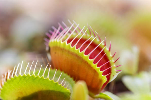 Venus Flytrap Plants to capture insects carnivorous plant stock pictures, royalty-free photos & images