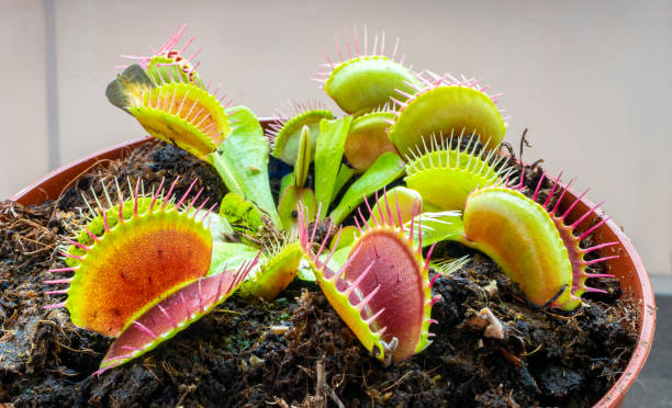 Venus flytrap plant in pot Detailed image of Venus flytrap (Dionaea muscipula). When an insect or spider enters the trap, the trap closes. carnivorous plant stock pictures, royalty-free photos & images