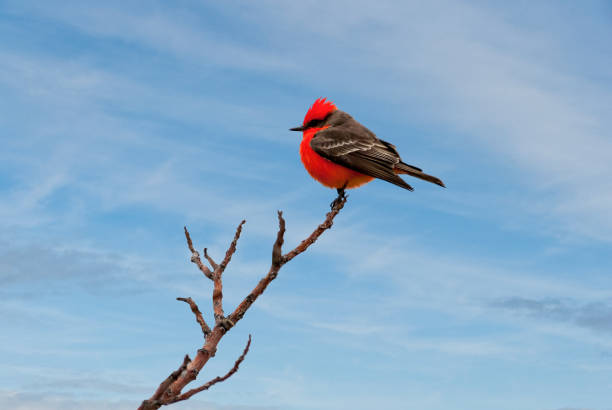 Vermilion Flycatcher Most members of the tyrant flycatcher family are drab in color.  The male Vermilion Flycatcher (Pyrocephalus rubinus), with its dark wing feathers and brilliant red head and body, is a notable exception.  This flycatcher is fairly common in parts of the Southwest USA as well as Central and South America.  Its habitat includes grassland or desert with scattered trees but is more frequently near water.  The diet of the vermilion flycatcher is exclusively insects which are mostly caught in the air but they may also hover and drop to the ground for small prey.  This male vermilion flycatcher was photographed near the Santa Cruz River Trail in Tucson, Arizona, USA. jeff goulden stock pictures, royalty-free photos & images