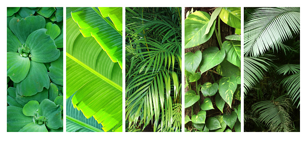 Vertical banners with lush tropical foliage. Tropical plants with green leaves in a exotical garden. Nature backgrounds with copy space for text