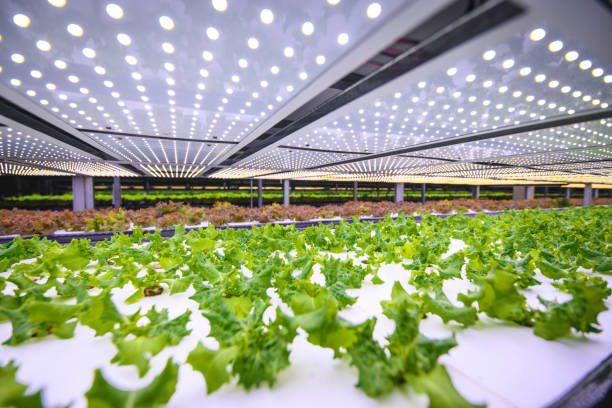 Vertical Farming Offers a Path Toward a Sustainable Future Vast indoor farming facility with stacks of carefully tended living lettuce crops lit by an array of LED lights. hydroponics stock pictures, royalty-free photos & images