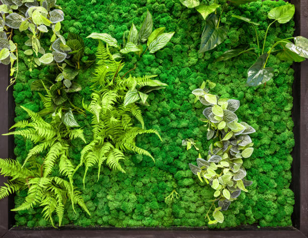 Vertical garden detail, green plants wall in office or home interior Vertical garden detail, green plants wall in office or home interior. Cozy ecological design with landscaping indoor. Natural pattern with moss texture and leaves, beautiful decor inside modern house. moss photos stock pictures, royalty-free photos & images