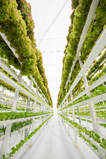 Vertical Hydroponic Farm Growing herbs and leafy greens in a super water efficient hydroponic greenhouse on a vertical system of rain gutters. This farm uses only 1% of water traditionally used by farming similar crops.  hydroponics stock pictures, royalty-free photos & images