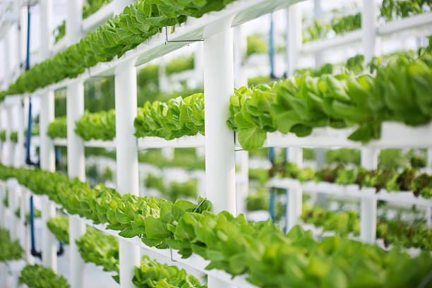 Vertical Hydroponic Lettuce Farm An indoors vertical hydroponic lettuce farm, producing water-wise crops in a modern way. These are butter lettuce, also known as Bibb- or Boston lettuce.  hydroponics stock pictures, royalty-free photos & images
