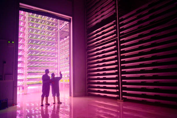 Vertical hydroponic specialists conversing in dark chamber stock photo