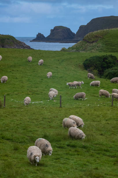 A vertical image of sheep grazing in a field near Port Swingo in the Scottish Highlands, United Kingdom with Farr Bay and a rocky shoreline with cliffs in the background, during cloudy day. stock photo