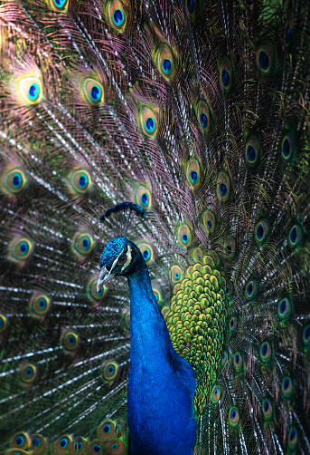 Vertical shot of a male peacock showing his tail feathers.