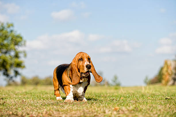 vertically challenged young Basset hound standing against a blue sky basset hound stock pictures, royalty-free photos & images