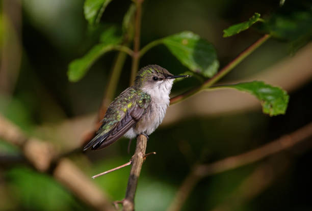 Vervain Hummingbird (Mellisuga minima) stock photo