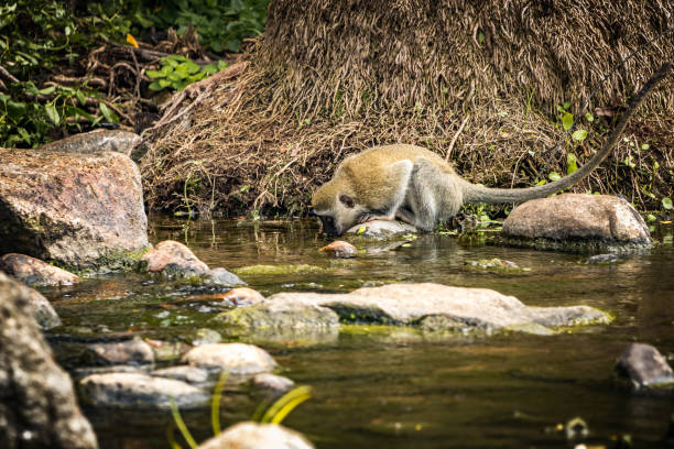 Vervet Monkey drinking water stock photo