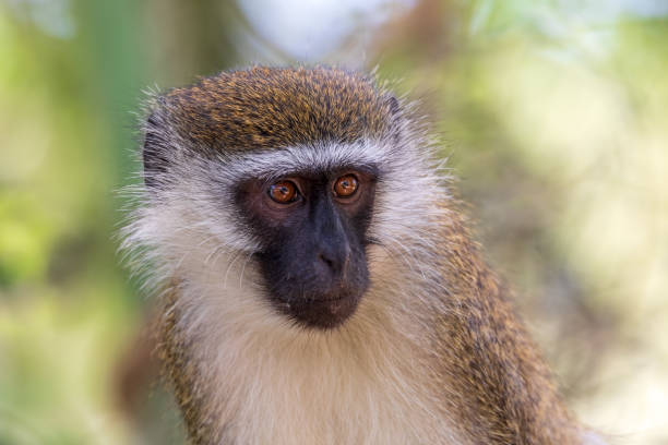 Vervet monkey in Lake Chamo, Ethiopia stock photo