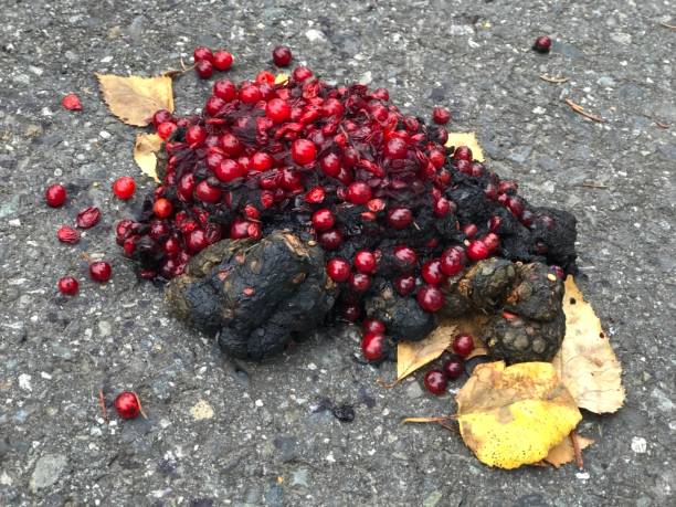 Very berry bear scat Freshly deposited Black bear scat, covered with undigested berries, sits on an asphalt path in central Alaska. With winter approaching, the bear was in a race against time to bulk up enough for hibernation. bear scat photo stock pictures, royalty-free photos & images