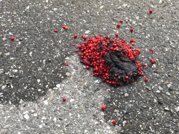 Very berry bear scat Freshly deposited Black bear scat, covered with undigested berries, sits on an asphalt path in central Alaska. With winter approaching, the bear was in a race against time to bulk up enough for hibernation. bear scat photo stock pictures, royalty-free photos & images