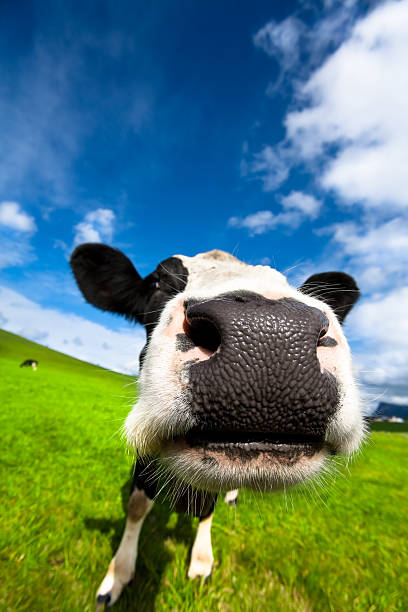 Very Close Cow stock photo