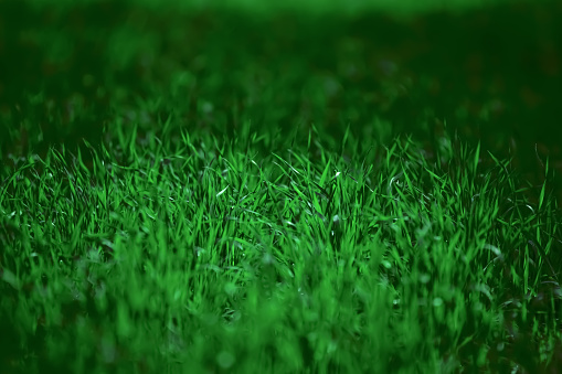 Blurred dark green contrasted grass .Defocused abstract background with bokeh effect.