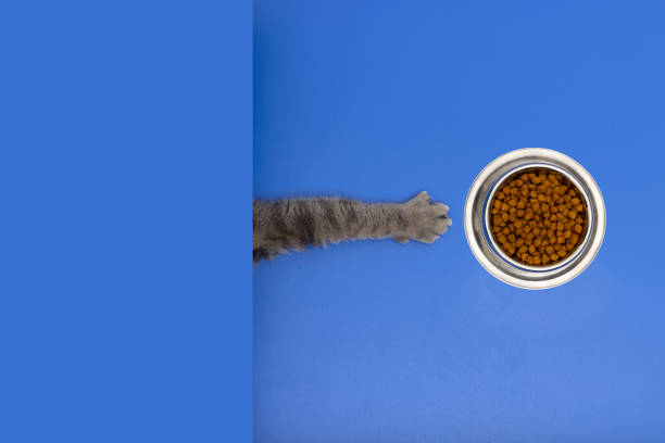Very delicious cat food. The hungry cat managed to pull the dry cat food bowl on the blue table towards itself. stock photo