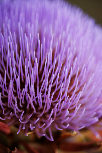 Very detailed vertical close-up of a blooming artichoke on a black background
