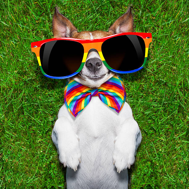 very funny gay dog - 同性戀自豪標誌 插圖 個照片及圖片檔