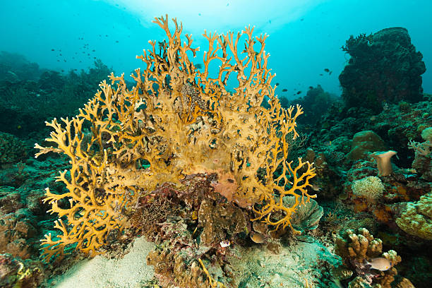 Very Large Fire Coral Millepora dichotoma, Cenderawasih Bay, Papua, Indonesia stock photo