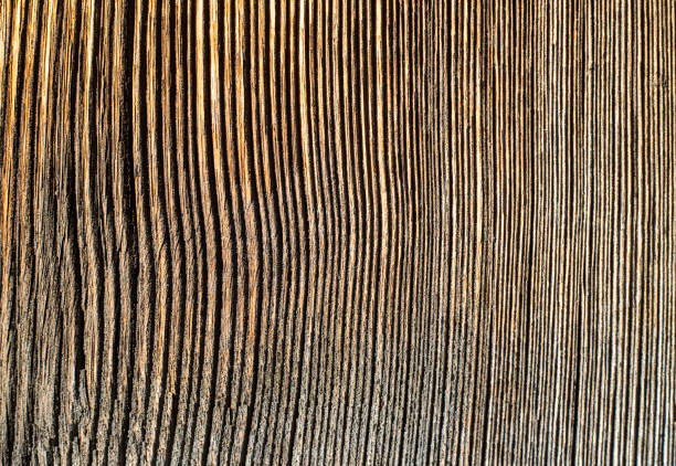 very marked old wood plank. very marked and hardened tree rings A very marked old wood plank. very marked and hardened tree rings knobby knees stock pictures, royalty-free photos & images