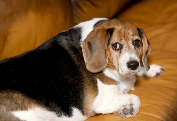 Very obese Beagle dog. stock photo