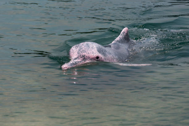 very rare pink dolphin stock photo
