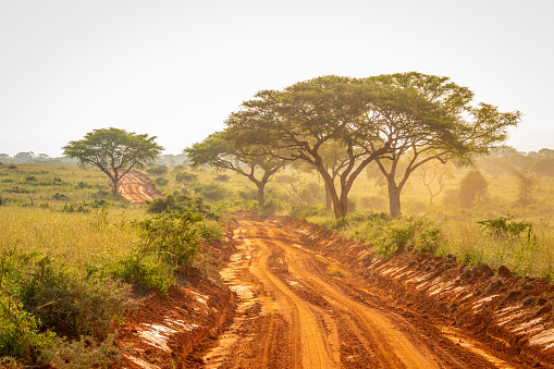 Very typical dirt road for safari in Murchison Falls national park in Uganda at sunset.  Horizontal.