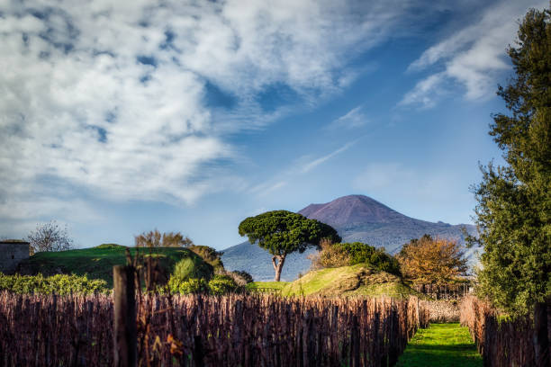 Vesuvius and the Vineyard stock photo
