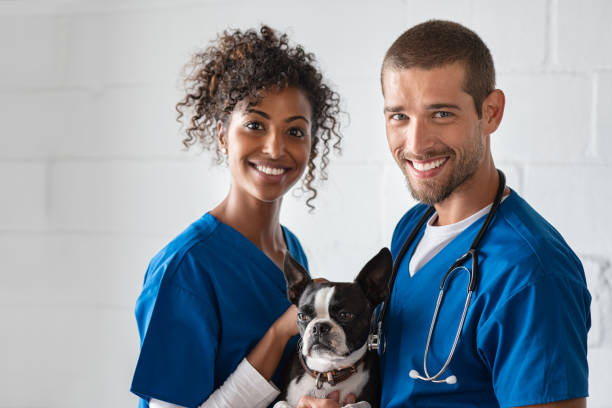 Vet and nurse holding cute dog Adorable cute dog sitting at vet hospital with doctors looking at camera. Cheerful vet and african nurse holding boston terrier in clinic. Portrait of happy veteranian man and woman with pet. veterinarian stock pictures, royalty-free photos & images