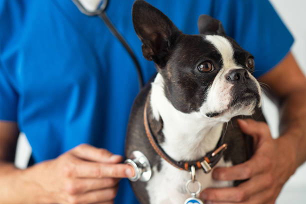 Vet examining little dog with stethoscope Boston Terrier dog being examined by a vet using stethoscope. Professional veterinarian examining his patient cute puppy. Closeup of hand using a stethoscope on a puppy. veterinarian stock pictures, royalty-free photos & images