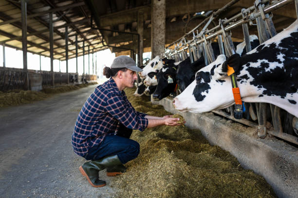 Vet farmer at work with cow Vet working in the barn dairy farm stock pictures, royalty-free photos & images