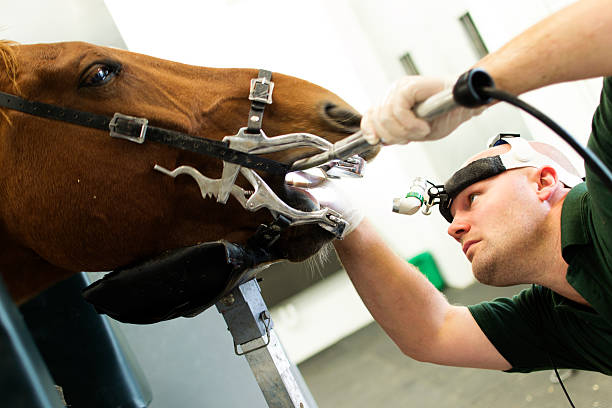 Vet performing horse dentistry A veterinary doctor inspects and cleans a horses teeth. vet school stock pictures, royalty-free photos & images