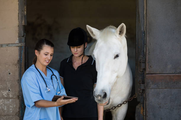 vet visar digitala tablett till jockey stående häst - working stable horses bildbanksfoton och bilder