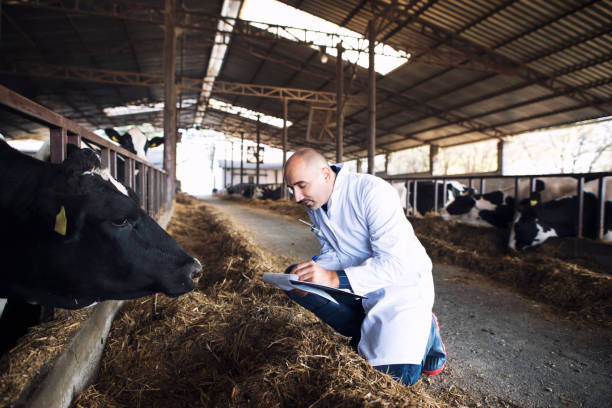 Veterinarian at cattle farm. Veterinarian animal doctor at cattle farm checking health of cows. eastern europe stock pictures, royalty-free photos & images