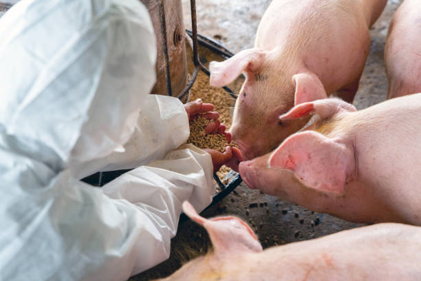 PIG FARM, Veterinarian At Work PIG FARM, Veterinarian At Work domestic pig stock pictures, royalty-free photos & images