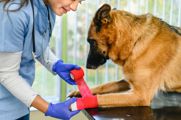 Veterinarian bandaging a paw of a dog lying on the table at veterinary clinic stock photo