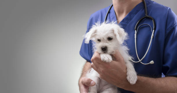 Veterinarian doctor examining a Maltese puppy Veterinarian doctor holding and examining a Maltese Westie cross puppy with a stethoscope veterinarian stock pictures, royalty-free photos & images