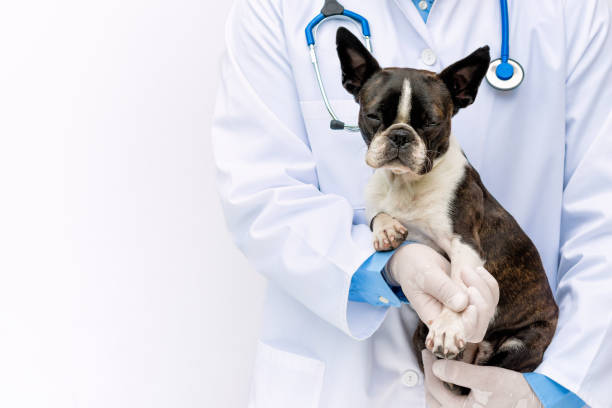 Veterinarian doctor holding and examining a Boston Terrier puppy with a stethoscope stock photo