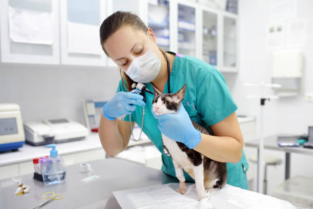 veterinarian doctor wearing face mask checking the ears of cat of the breed cornish rex with otoscope in veterinary clinic during covid epidemic. veterinary aid for pets. - acidente evento relacionado com o transporte imagens e fotografias de stock