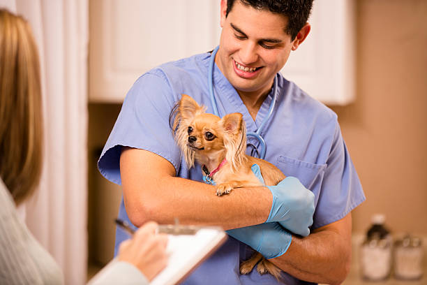 Veterinarian examines Chihuahua dog as vet assistant, technician takes notes. Cute Chihuahua dog gets love and affection as she is getting her annual vet check up by a kind Latin descent doctor. She looks at the vet technician, assistant who is taking notes.  Doctor's office or animal hospital. vet school stock pictures, royalty-free photos & images
