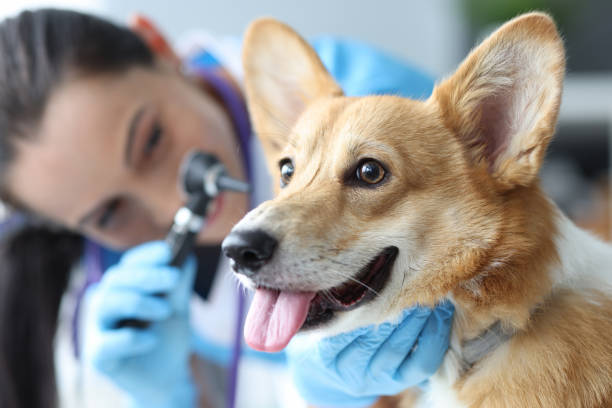 Veterinarian examines dog ears with otoscope closeup stock photo