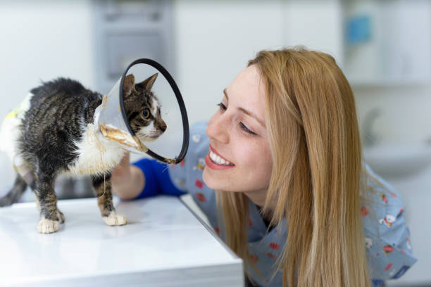 Veterinarian examining a kitten in animal hospital stock photo