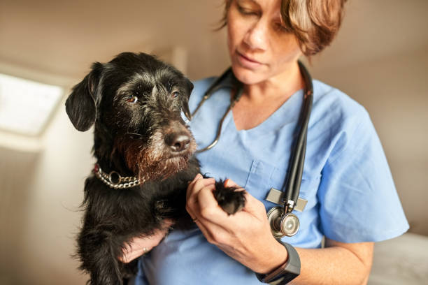 Veterinarian examining at the paws of a dog stock photo
