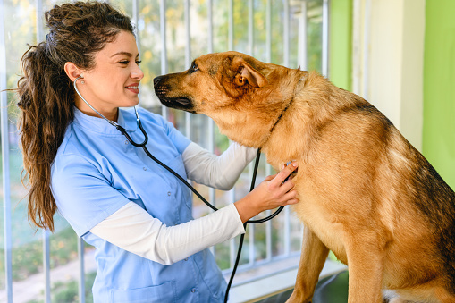 Female veterinarian checking up the dog at the veterinarian clinic