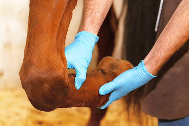 tierarzt untersuchen horse bein sehnen. - gliedmaßen körperteile stock-fotos und bilder