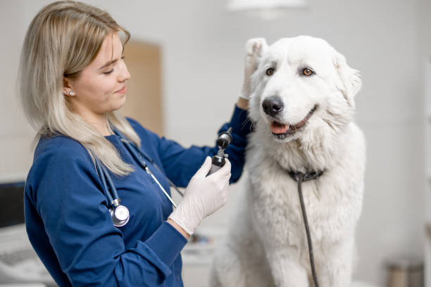 Veterinarian exploring with an otoscope the ear canal of dog stock photo