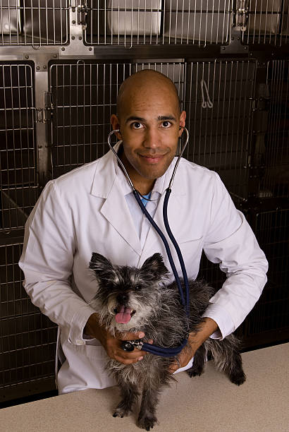 Veterinarian giving a dog it's checkup stock photo