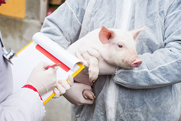 veterinarian holding a pig while nurse working trial. - food sticks bildbanksfoton och bilder